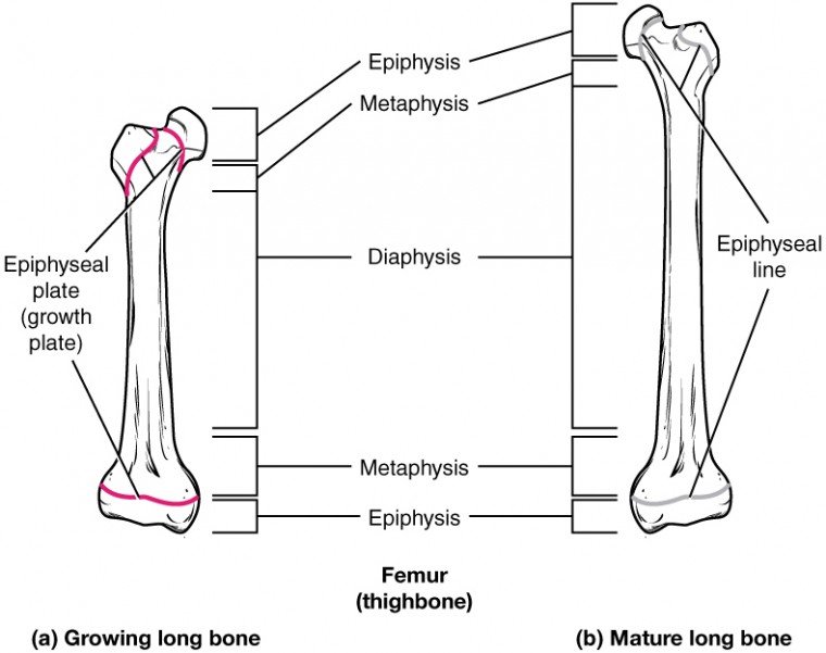 Long bone